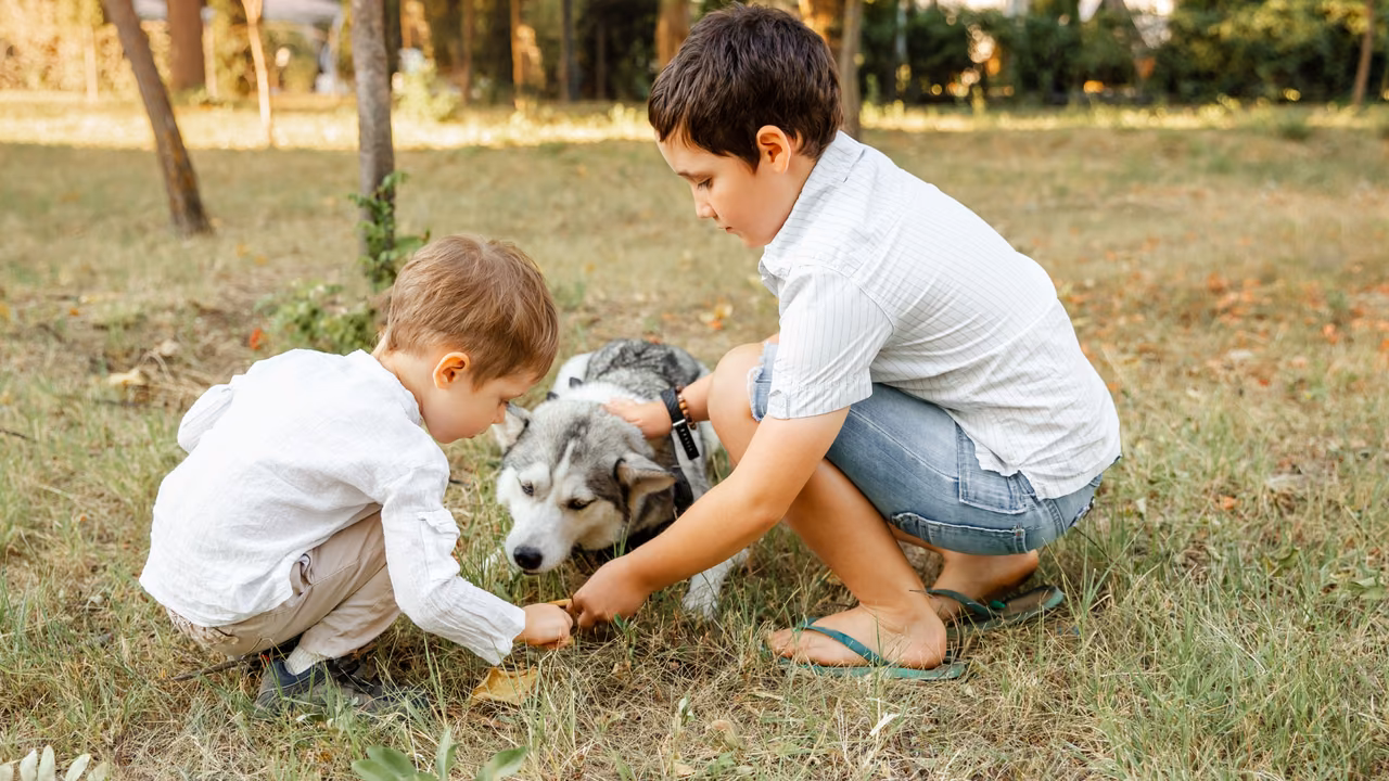 Boys petting a husky in a park, ESA letter in Shreveport, LA