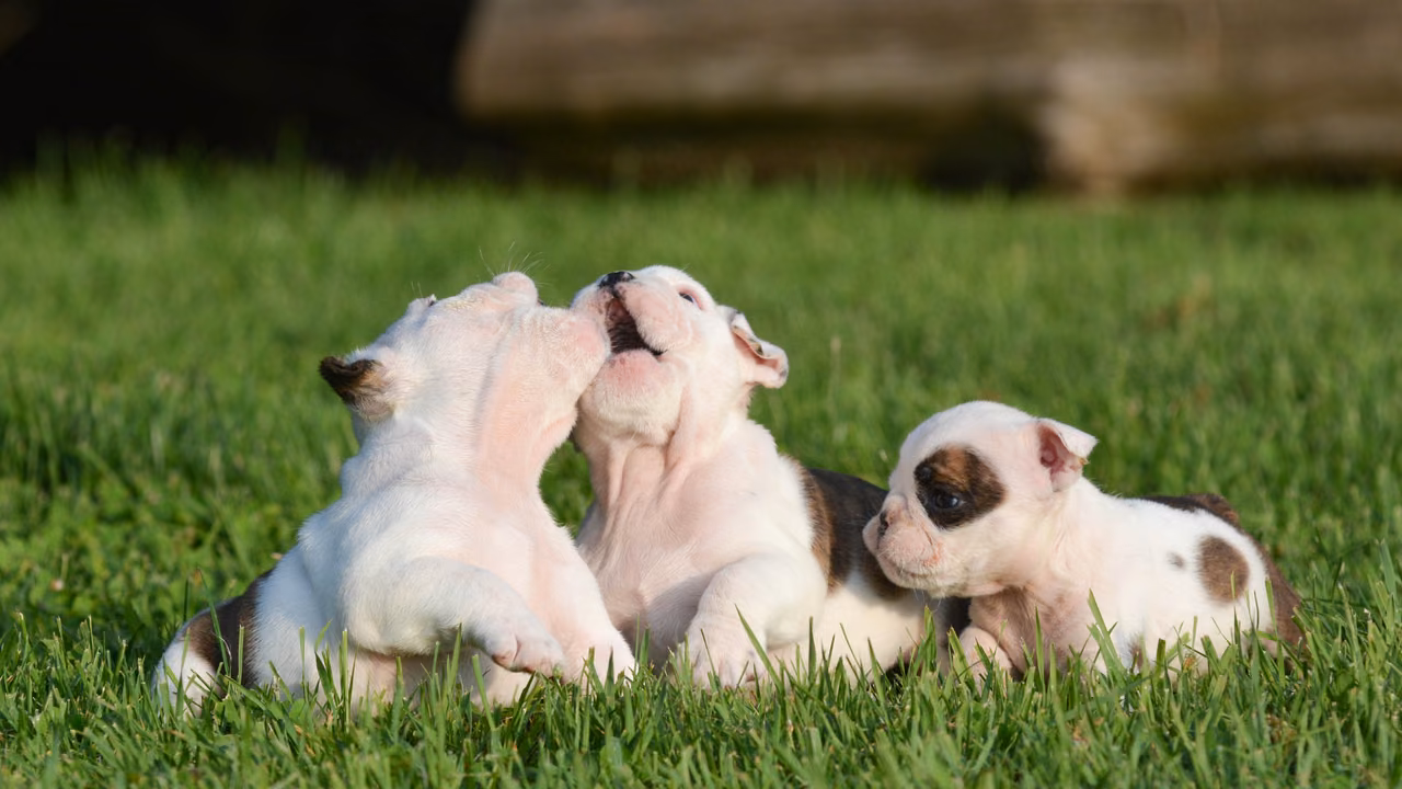Bulldog puppies playing on the grass, ESA letter in Sioux Falls, SD