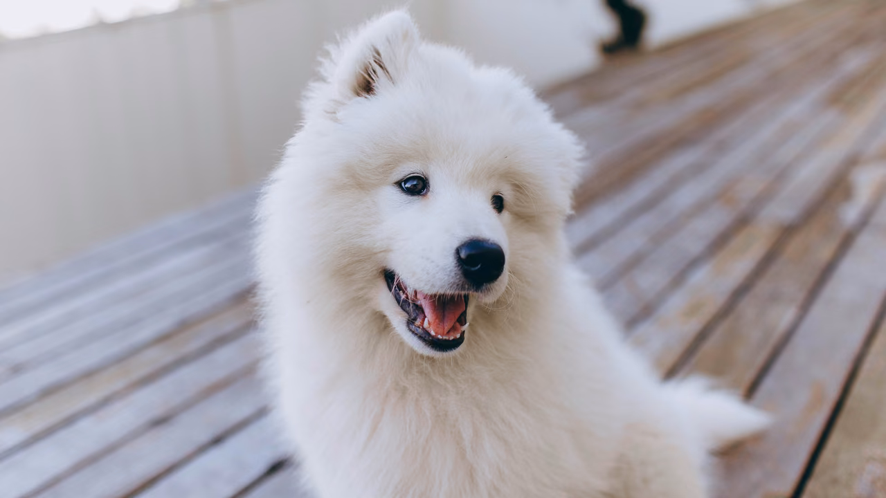 White Samoyed on a wooden deck, ESA letter in South Carolina