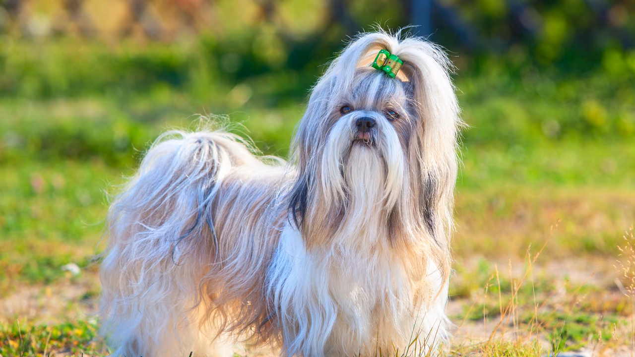 Long-haired shih tzu in the garden, ESA letter in Spokane, WA