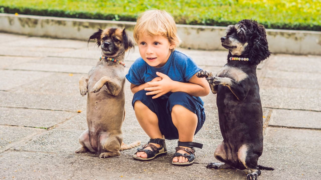 Boy with two small dogs standing on their hind legs, ESA letter in Springfield, MO