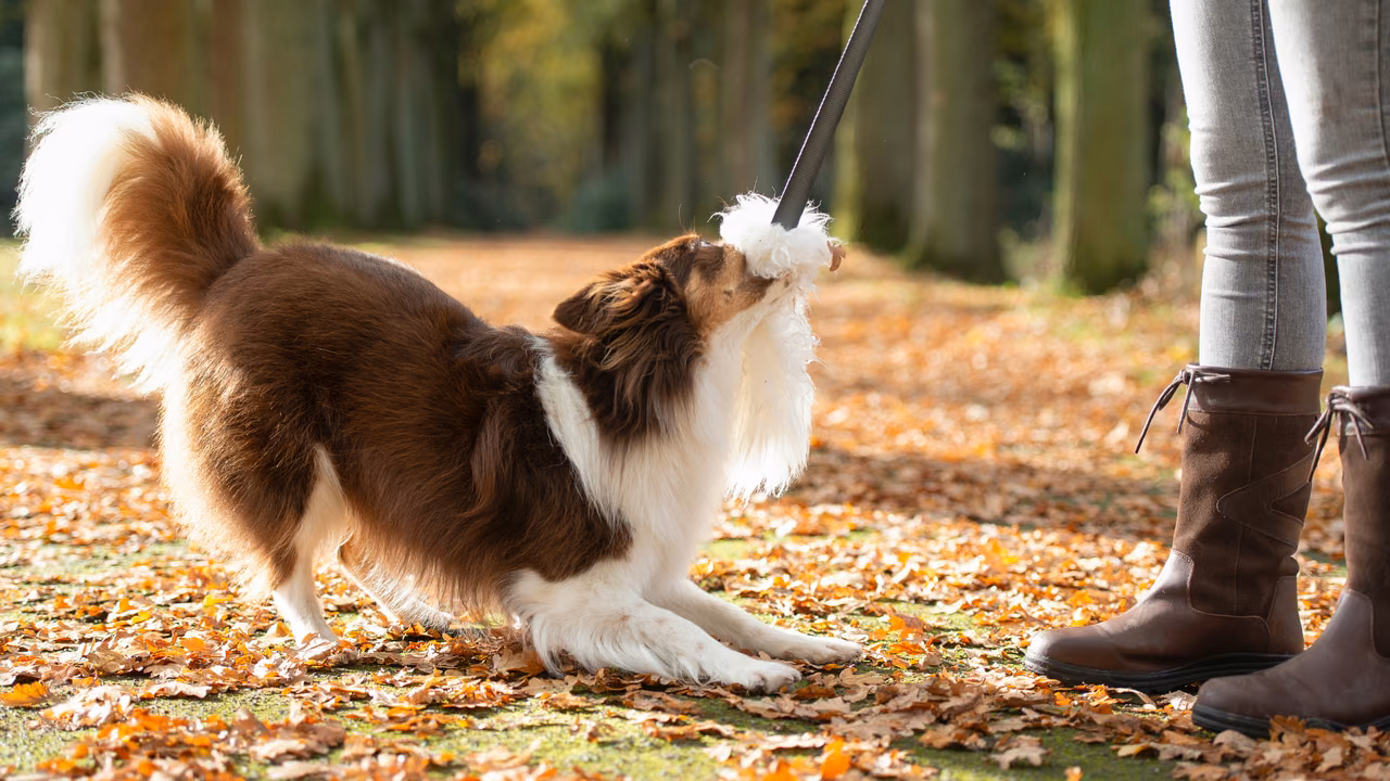 Fluffy dog playing with its owner in autumn leaves, ESA letter in St. Paul, MN