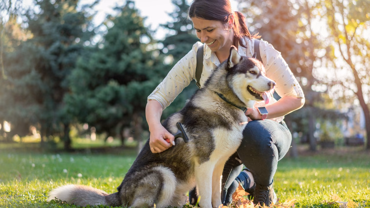 Woman brushing her husky in a park, ESA letter in St. Petersburg, FL