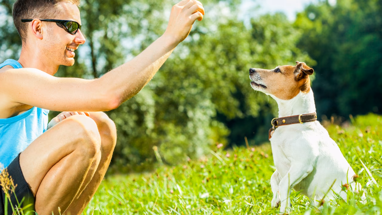Man training his Jack Russell terrier in a park, ESA letter in Stockton, CA