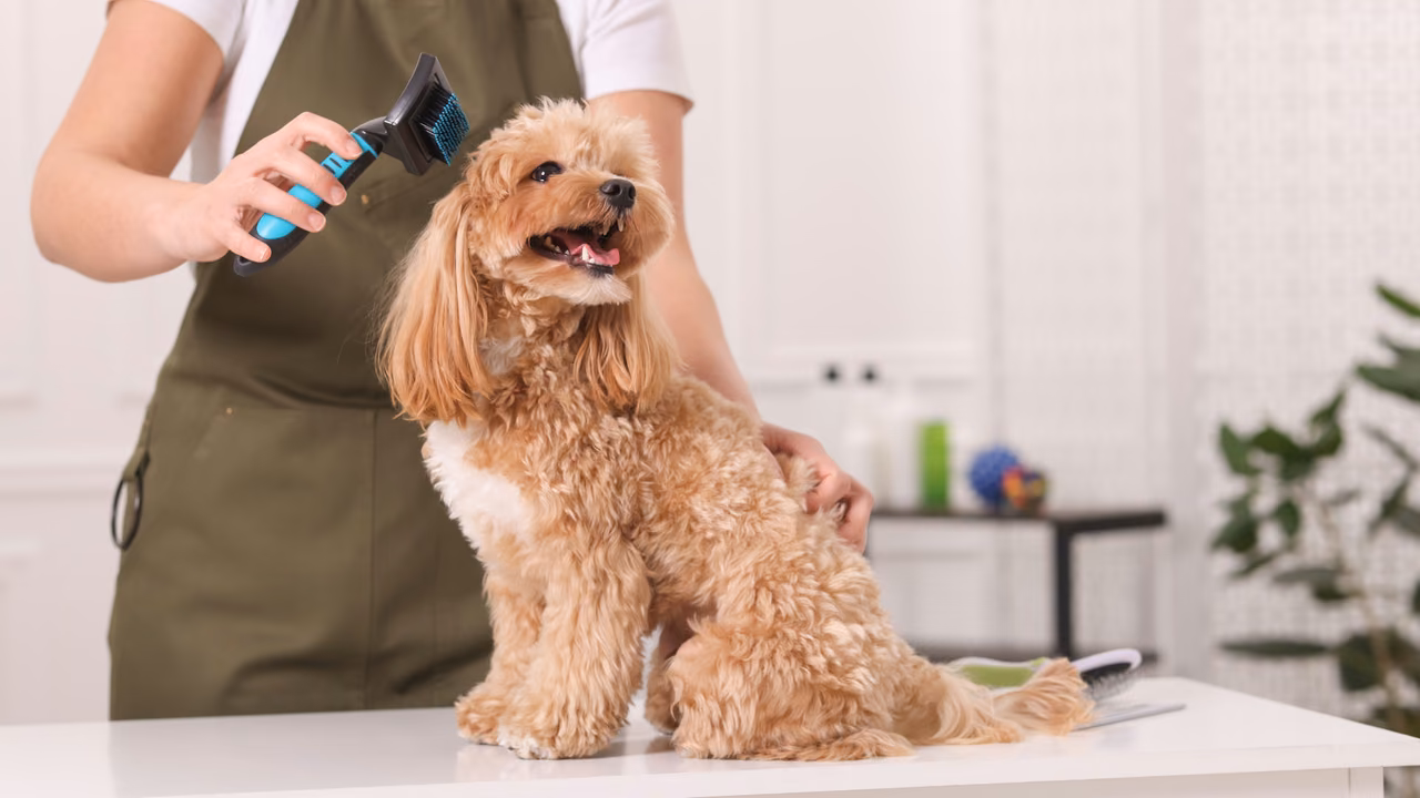 Groomer brushing a toy poodle, ESA letter in Syracuse, NY