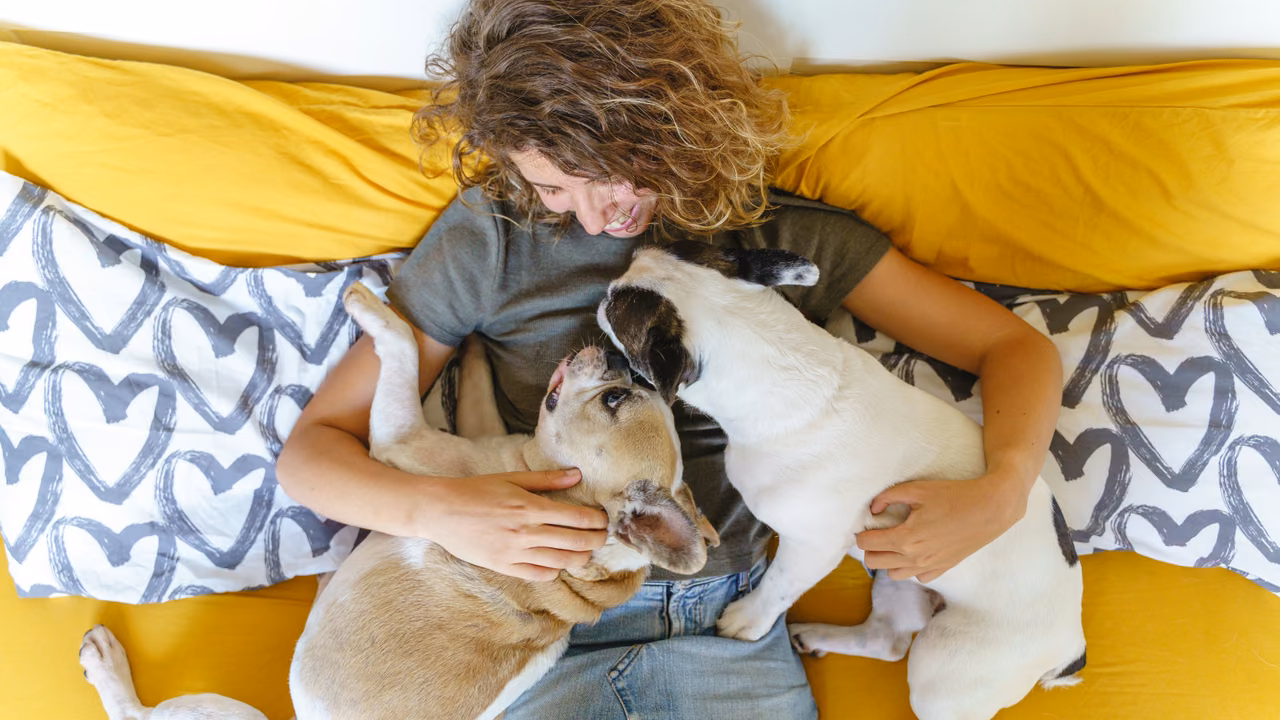 Woman relaxing in bed with two French bulldogs, ESA letter in Tacoma, WA