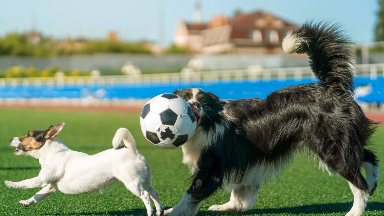 Two dogs playing with a soccer ball, ESA letter in Tallahassee, FL
