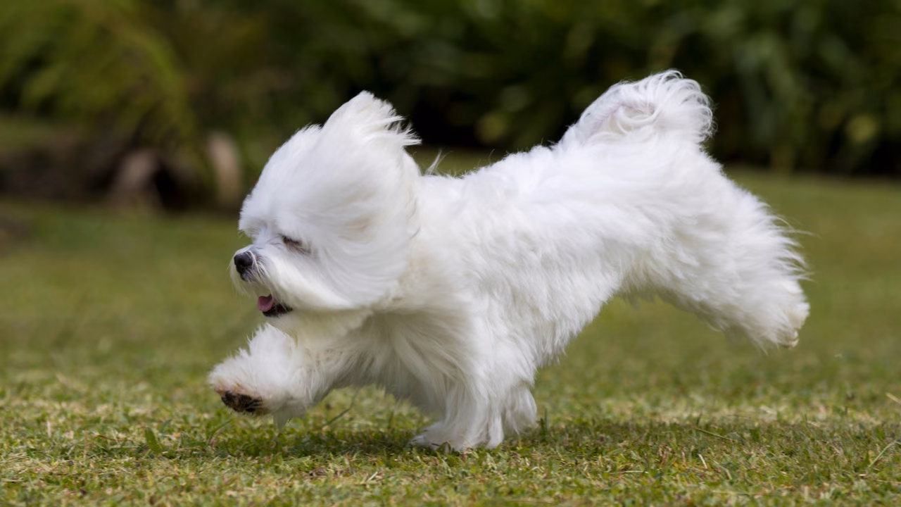 White Maltese running on the grass, ESA letter in Tempe, AZ