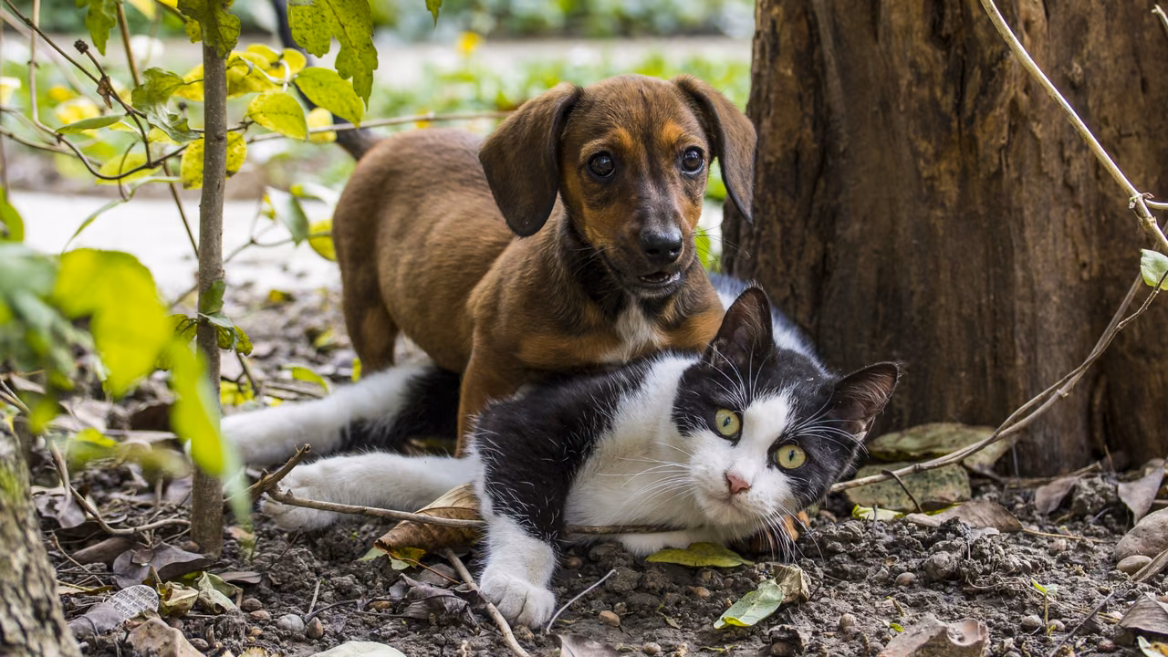 Puppy and cat resting together under a tree, ESA letter in Tennessee