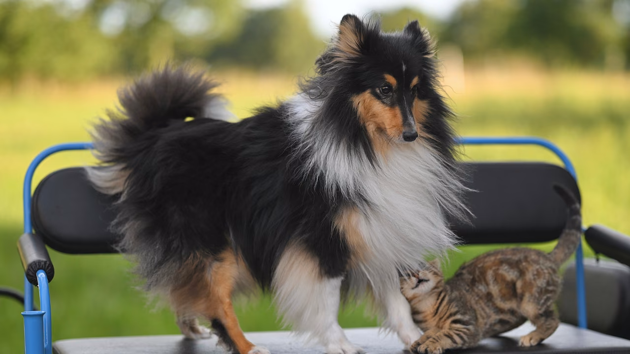 Sheltie and a kitten on a garden chair, ESA letter in Texas