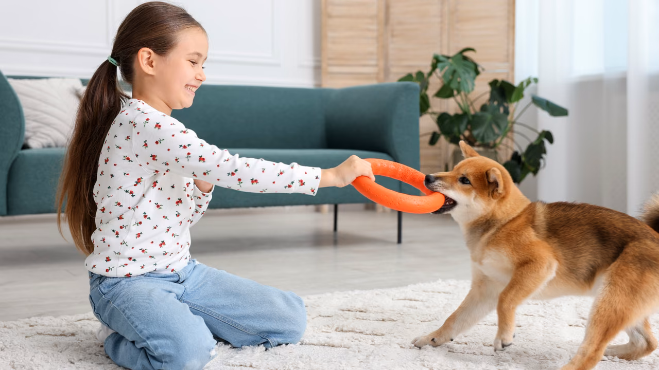 Girl playing tug with her Shiba Inu, ESA letter in Toledo, OH