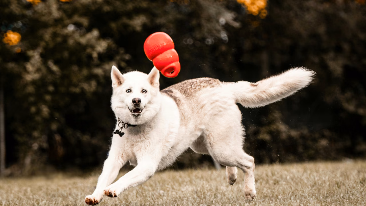 White husky running with a red toy, ESA letter in Utah