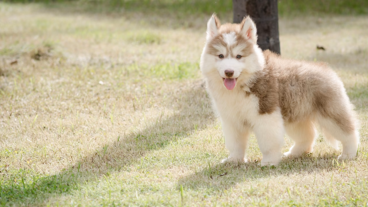 Husky puppy on the grass, ESA letter in Vancouver, WA