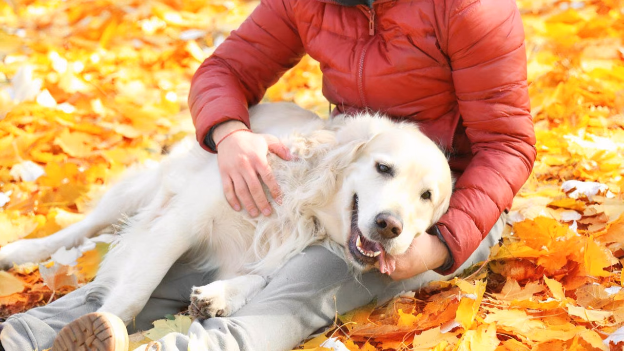Golden retriever lying in autumn leaves with its owner, ESA letter in Vermont