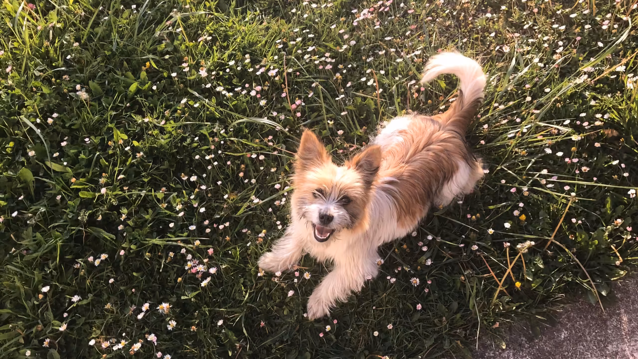 Small terrier in a flower meadow, ESA letter in Virginia