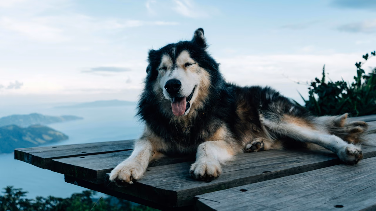 Malamute resting on a deck above the coast, ESA letter in Washington