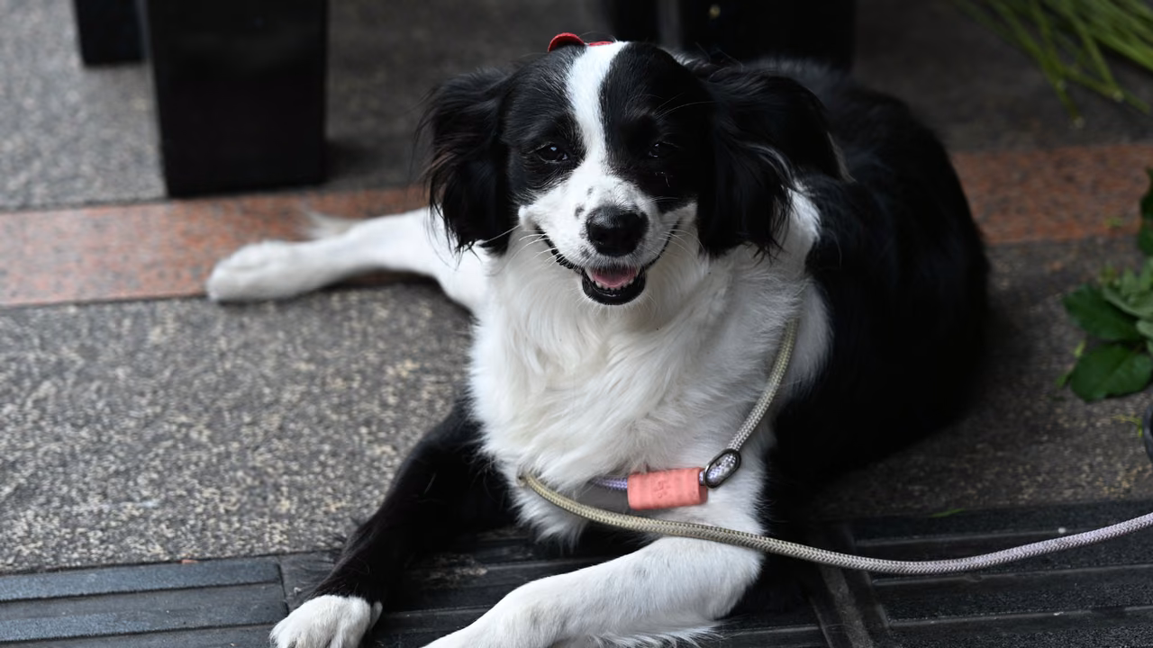 Border collie lying on a patio, ESA letter in West Virginia