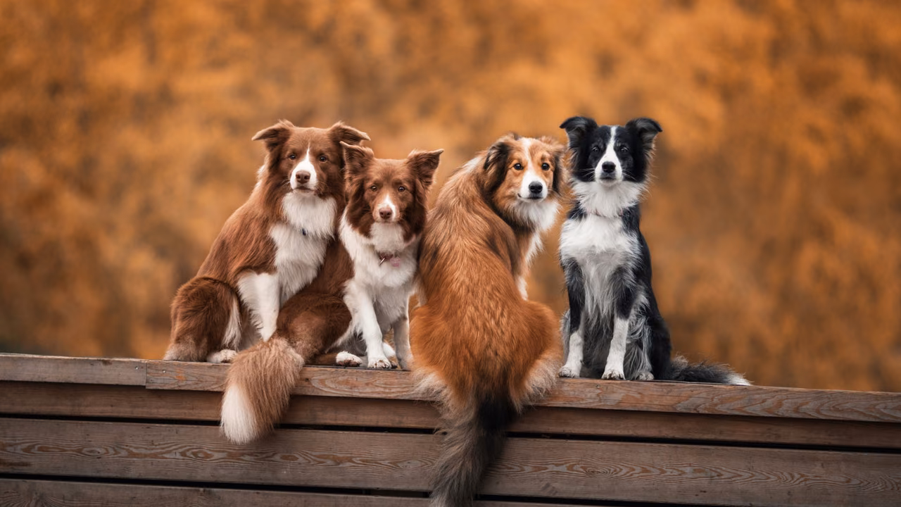Four border collies on a wooden bench, ESA letter in Wisconsin