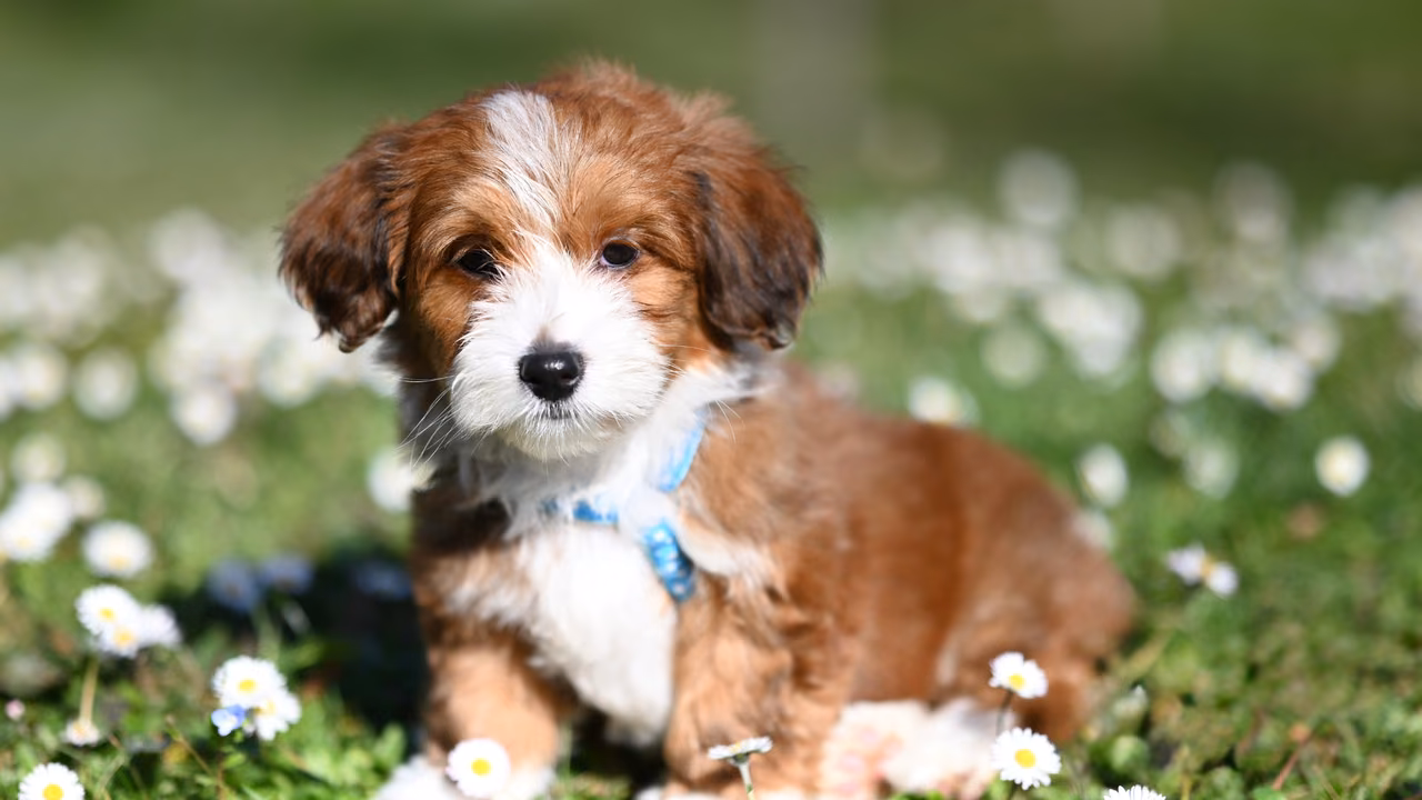 Fluffy puppy among the daisies, ESA letter in Worcester, MA