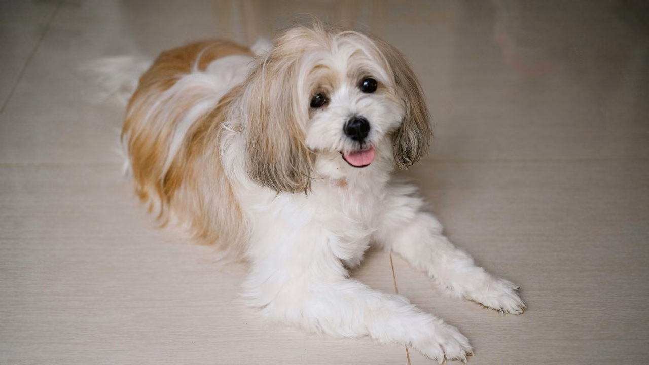 Shih tzu mix lying on the floor, ESA letter in Wyoming