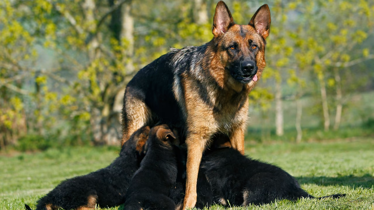 German shepherd with her puppies on the lawn, ESA letter in Yonkers, NY