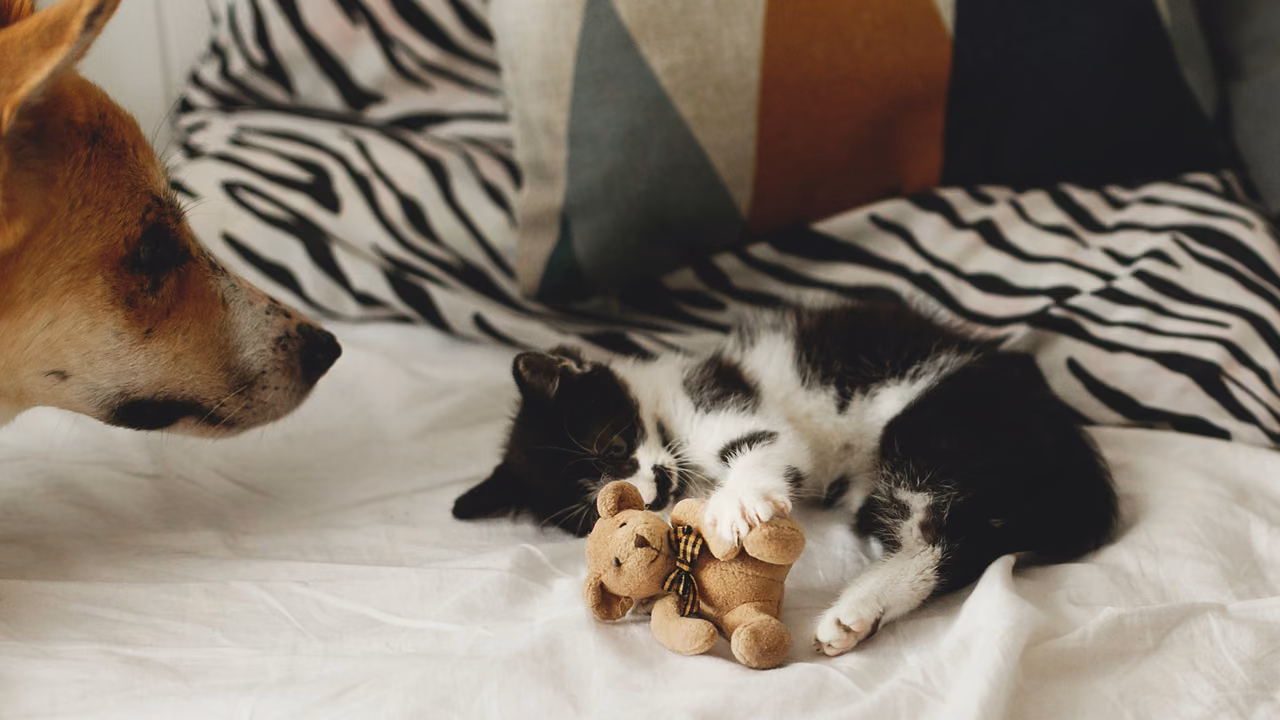 Kitten asleep on a bed next to a dog, emotional support animals in Arizona