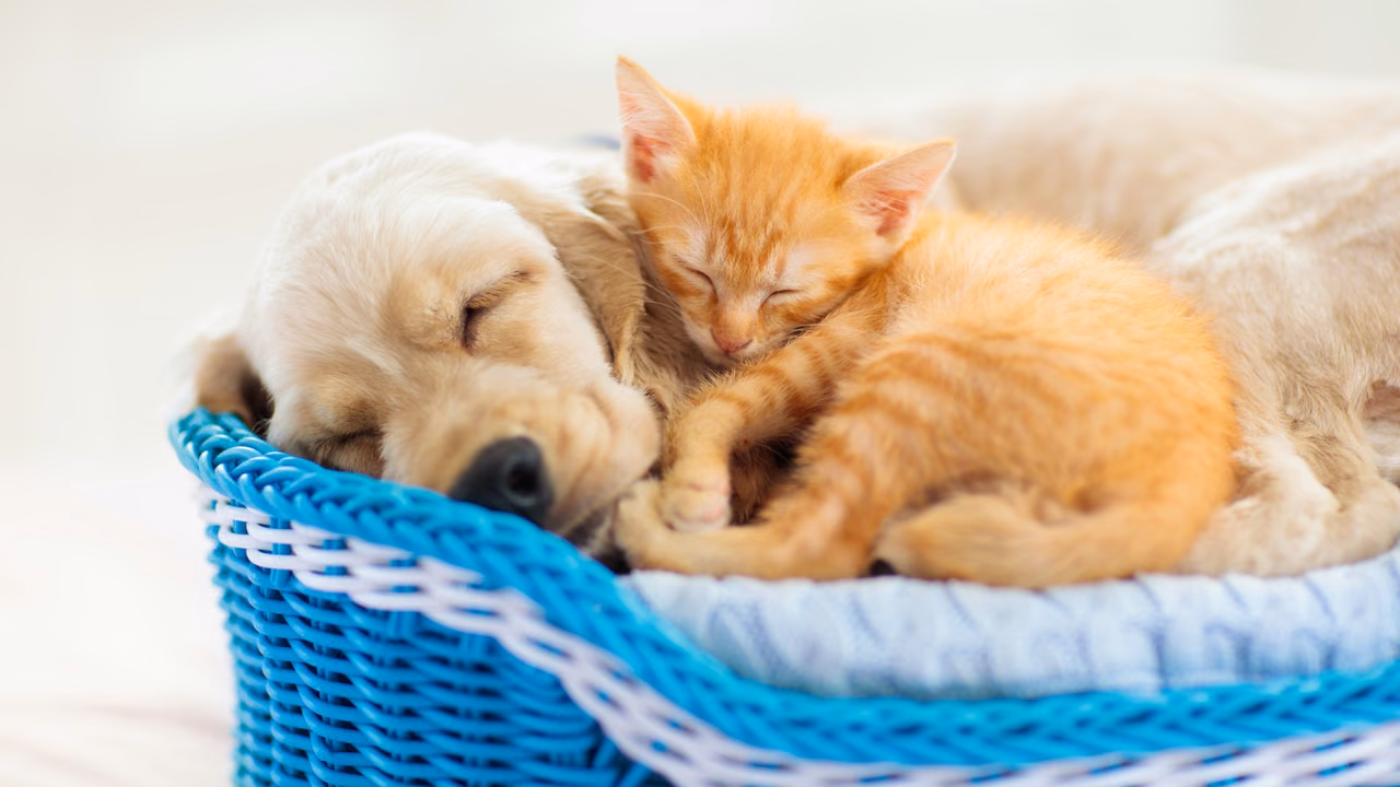 Golden retriever puppy and ginger kitten asleep in a basket, emotional support animals in California