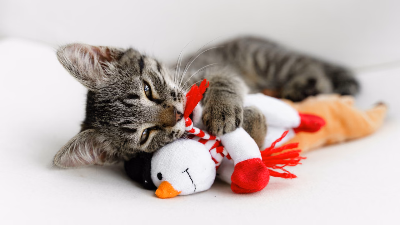 Tabby kitten playing with a stuffed toy, emotional support animals in Colorado