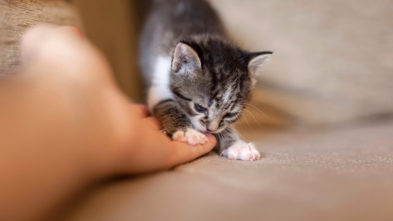 Kitten nibbling its owner's hand, emotional support animals in Florida