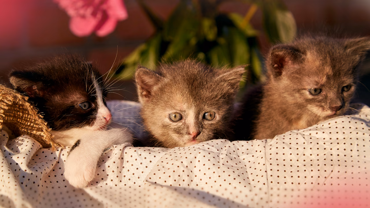 Three kittens resting on a blanket, emotional support animals in Illinois