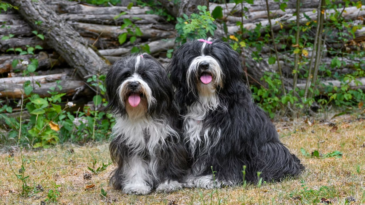 Two shaggy Tibetan terriers sitting in the garden, emotional support animals in Indiana