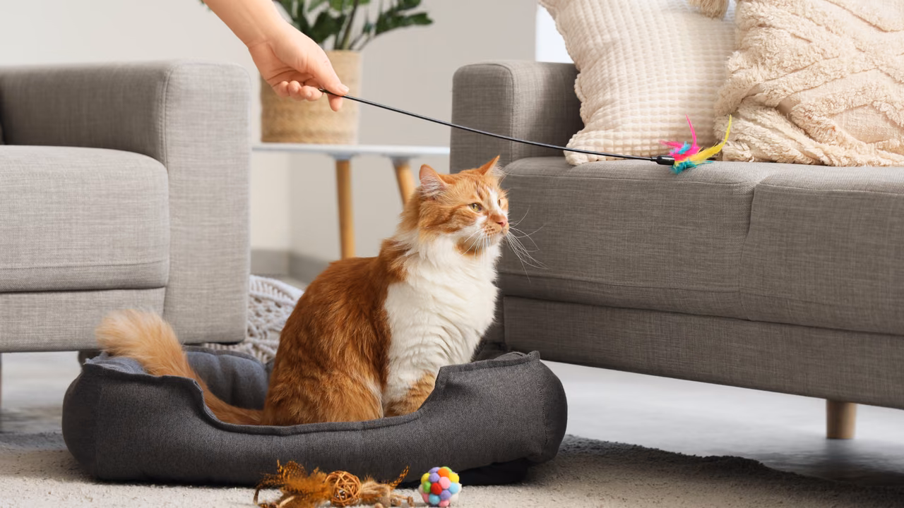 Ginger cat playing with a wand toy in the living room, emotional support animals in Maryland