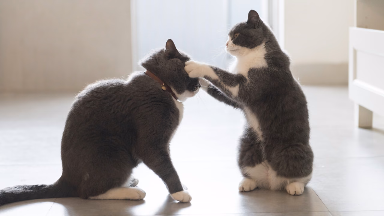 Two cats playing at home, emotional support animals in Massachusetts