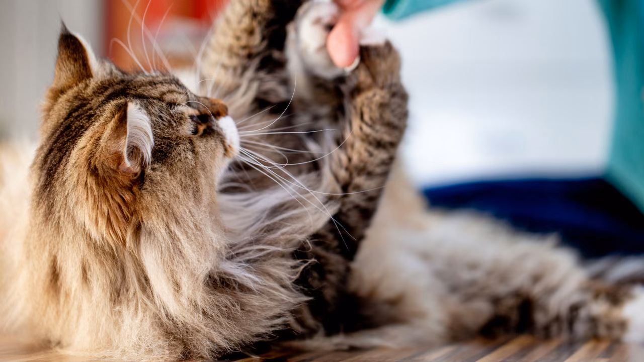 Fluffy long-haired cat getting a scratch, emotional support animals in Minnesota