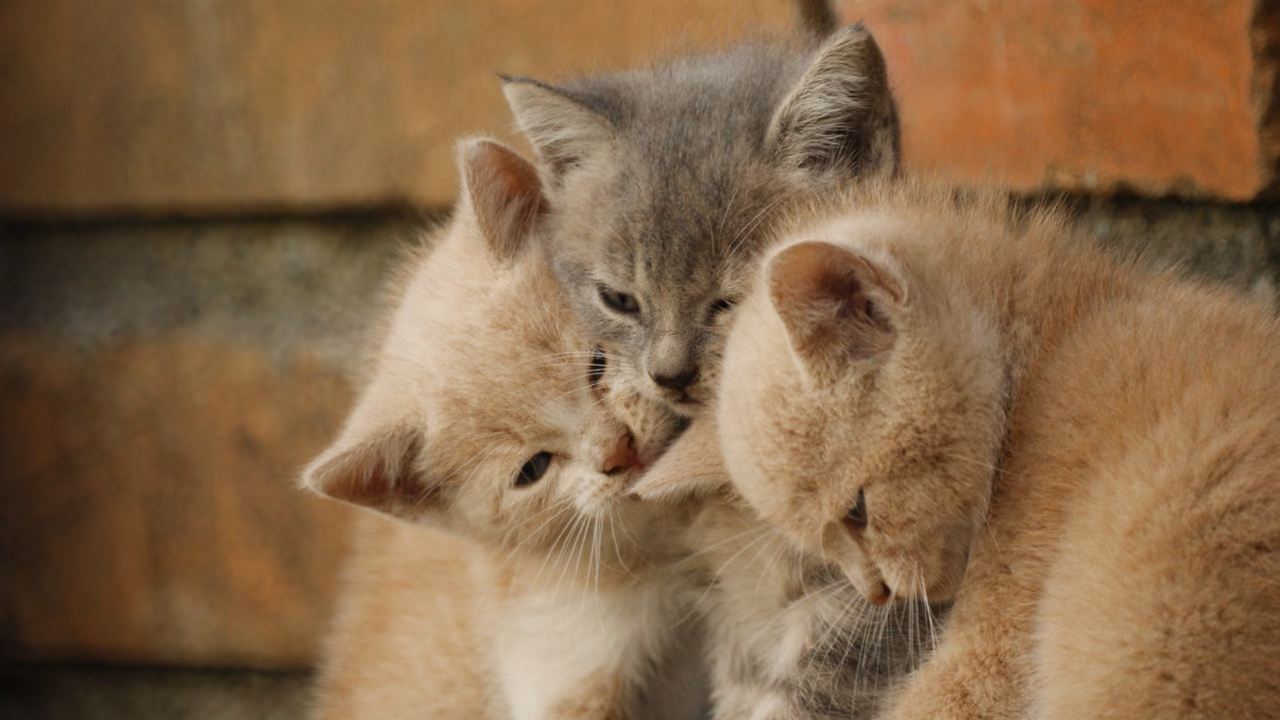 Two kittens cuddling, emotional support animals in Missouri