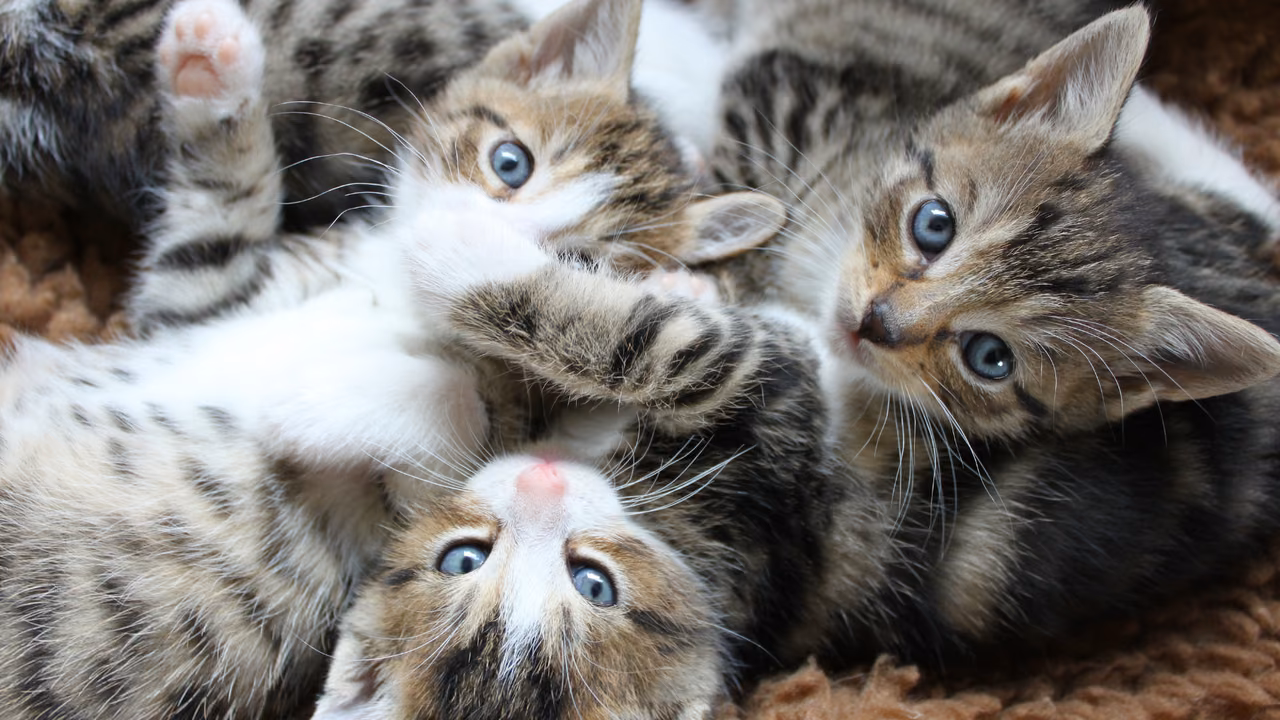 Pile of playful tabby kittens, emotional support animals in New Jersey
