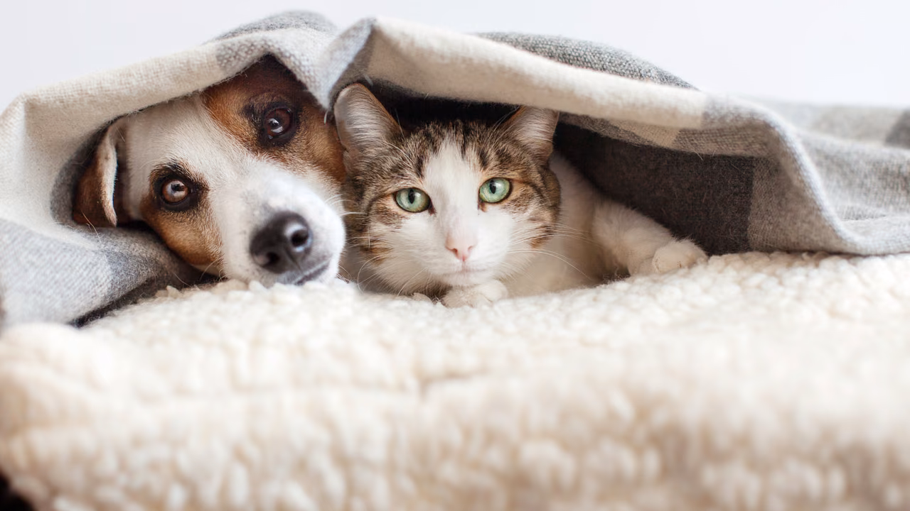Jack Russell terrier and cat snuggled under a blanket, emotional support animals in New York