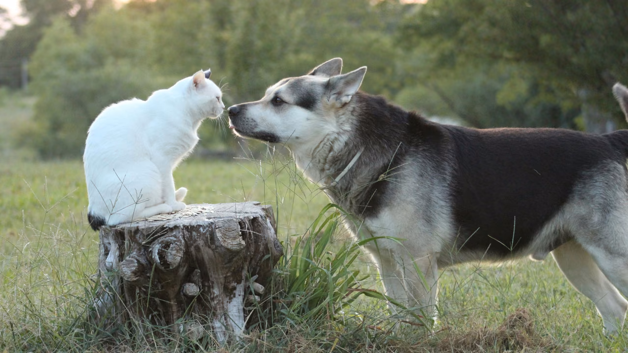 White cat and husky meeting nose to nose outdoors, emotional support animals in Ohio
