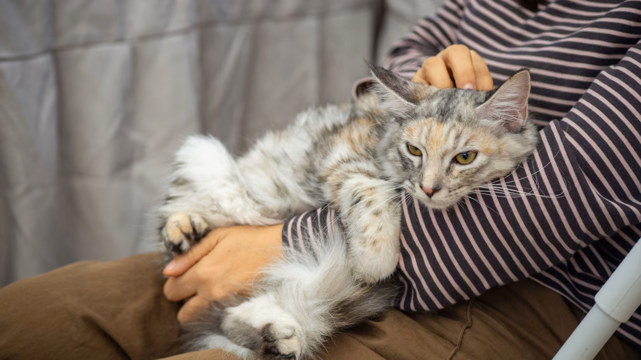 Fluffy tabby cat relaxing in its owner's lap, emotional support animals in Pennsylvania