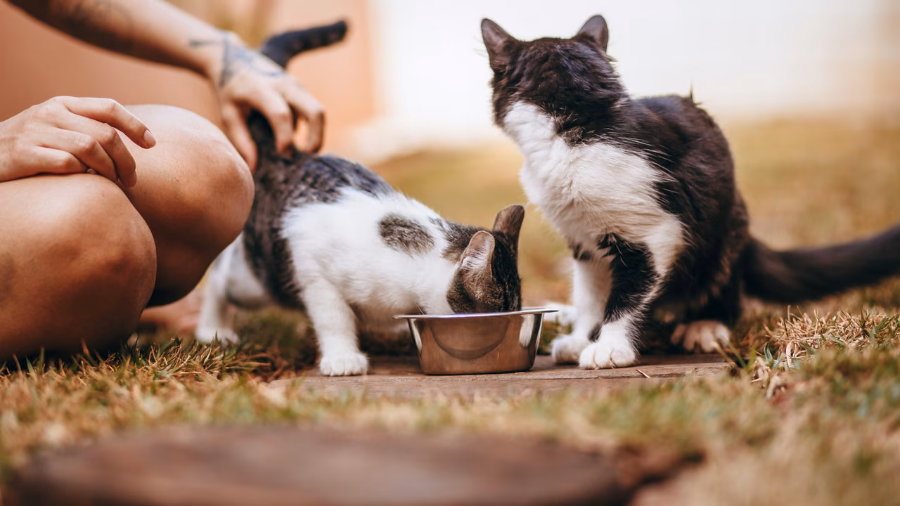 Cats eating together outdoors, emotional support animals in South Carolina