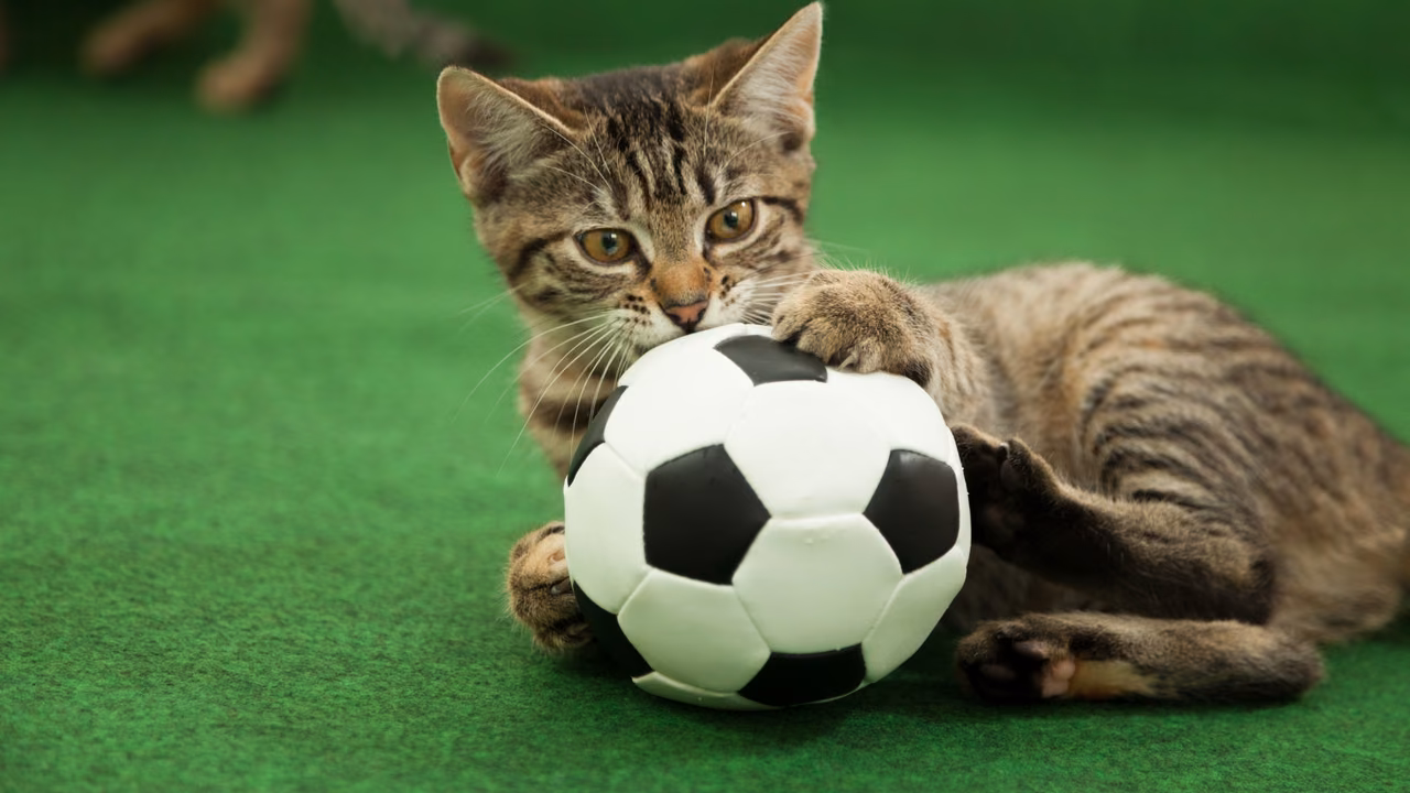 Tabby kitten playing with a soccer ball, emotional support animals in Tennessee