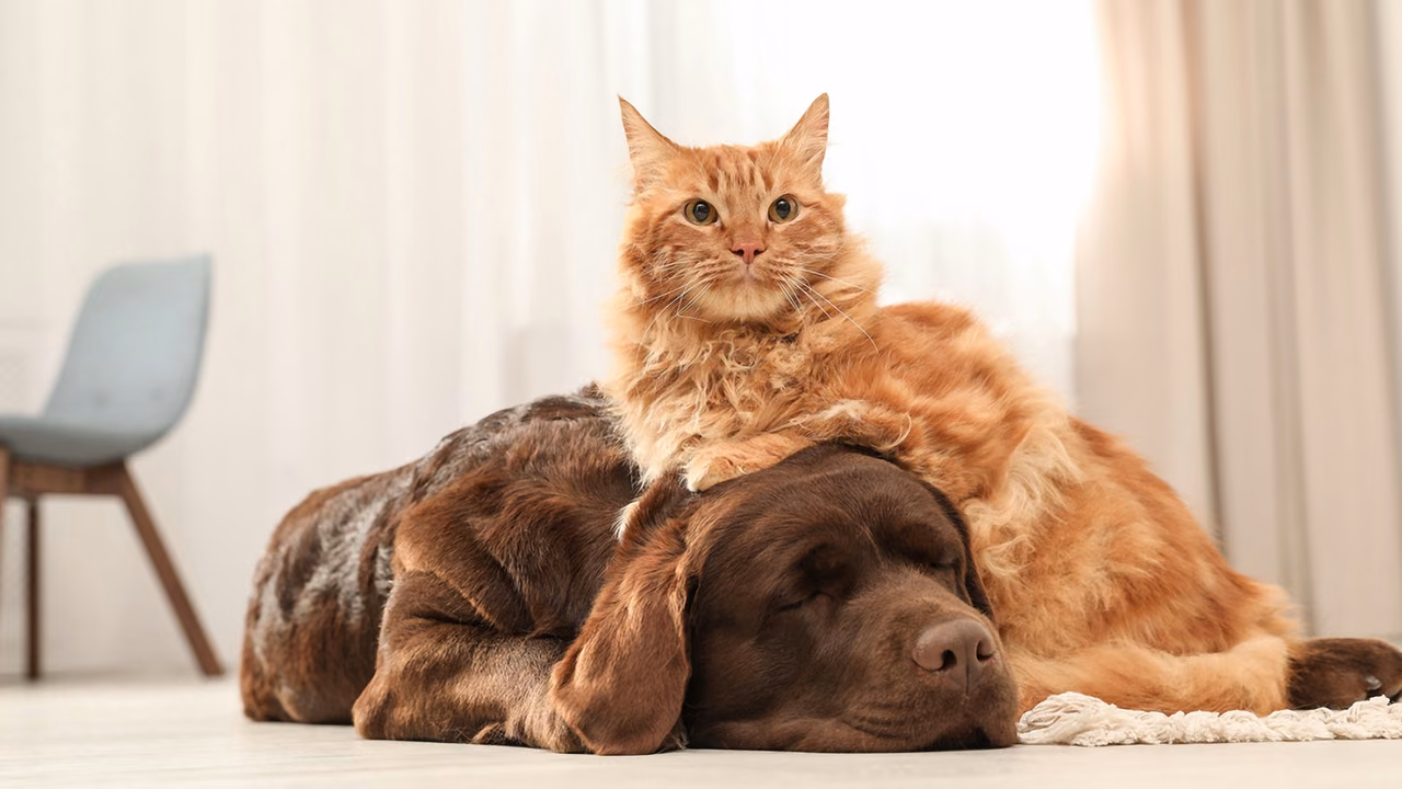 Ginger cat resting on top of a sleeping chocolate Labrador, emotional support animals in Texas