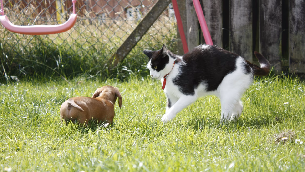 Cat and dachshund puppy playing in the backyard, emotional support animals in Virginia