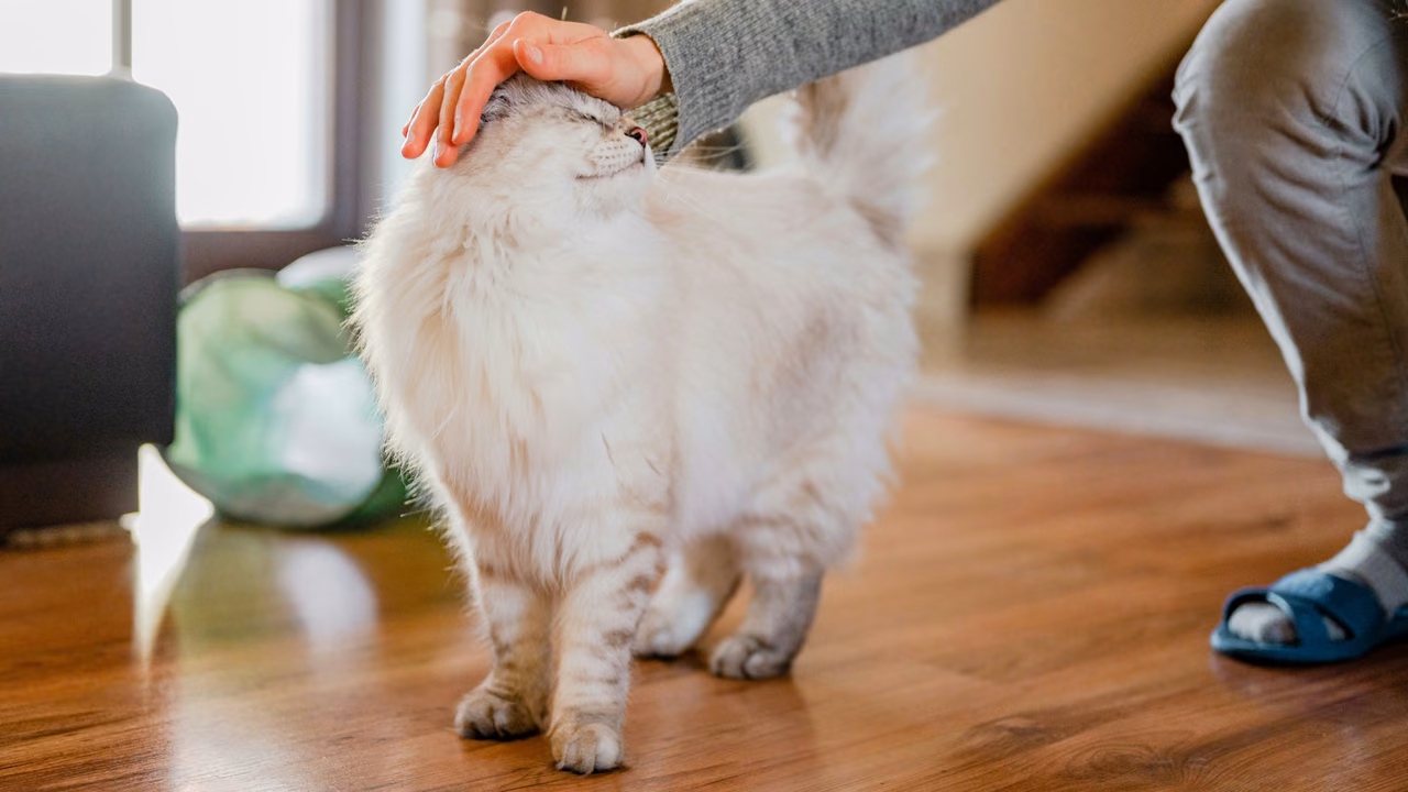 White cat being petted at home, emotional support animals in Washington