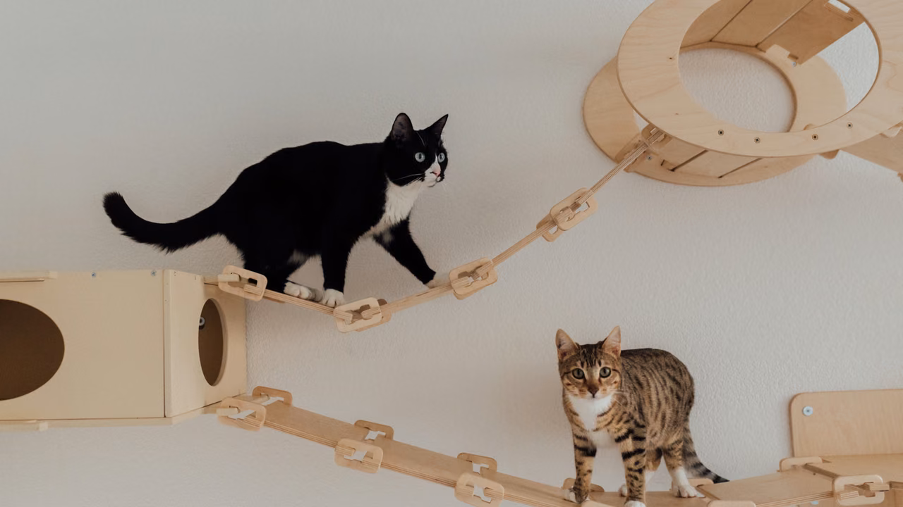 Cats climbing wall shelves at home, emotional support animals in Wisconsin