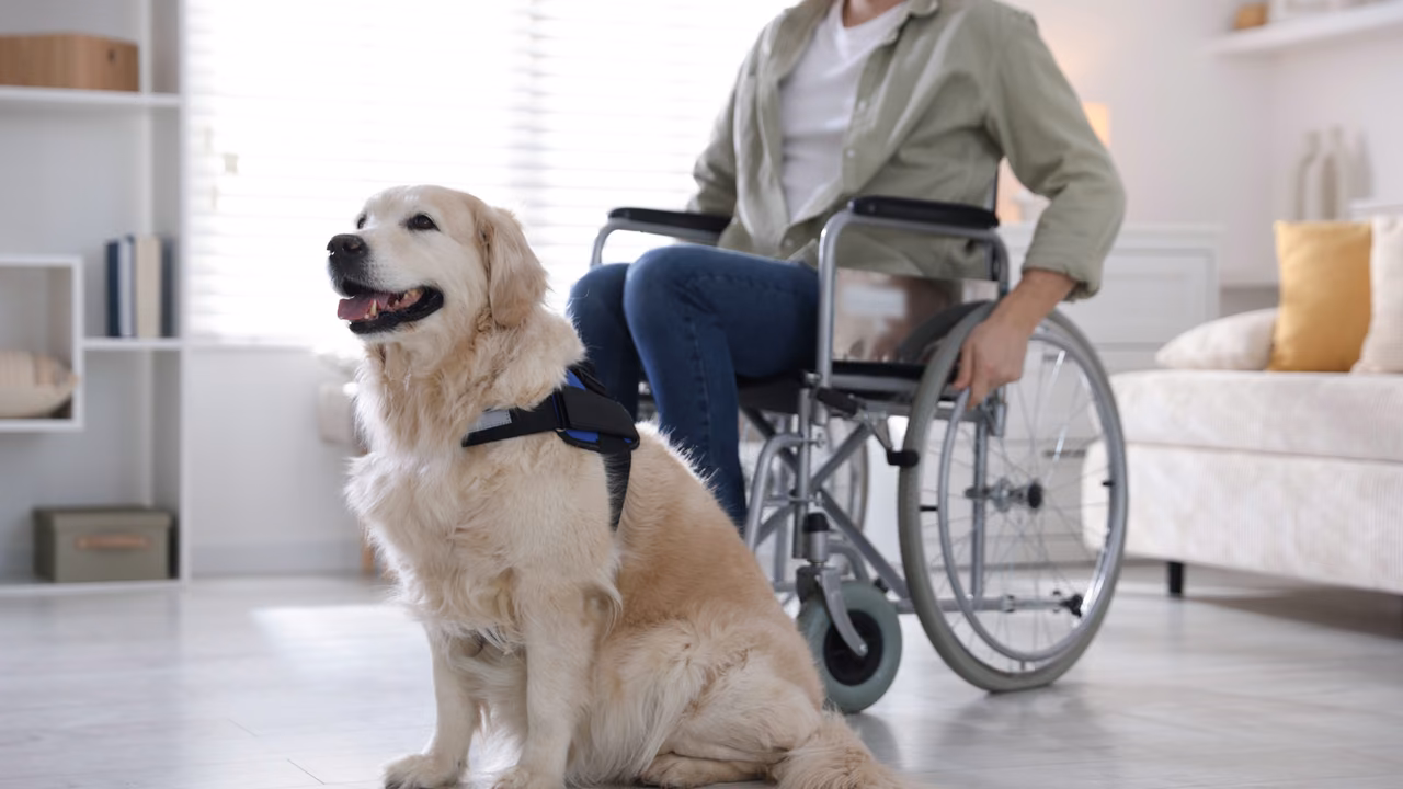 Golden retriever service dog sitting beside its owner's wheelchair at home, PSD letter in Alabama