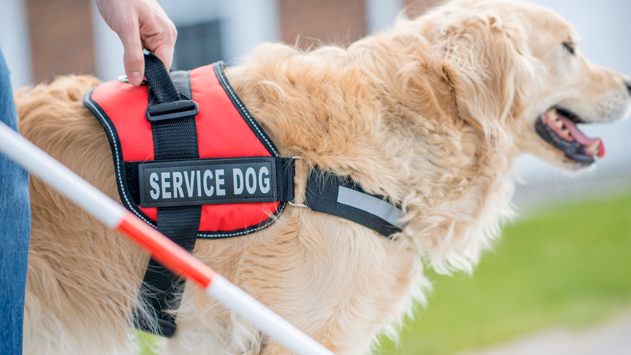 Service dog in a red Service Dog vest walking with its owner, PSD letter in Alaska