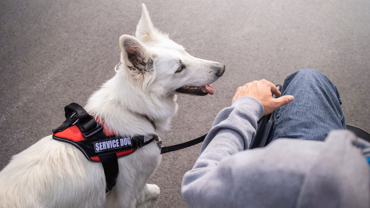 White shepherd service dog in a red vest walking with its owner, PSD letter in Arizona
