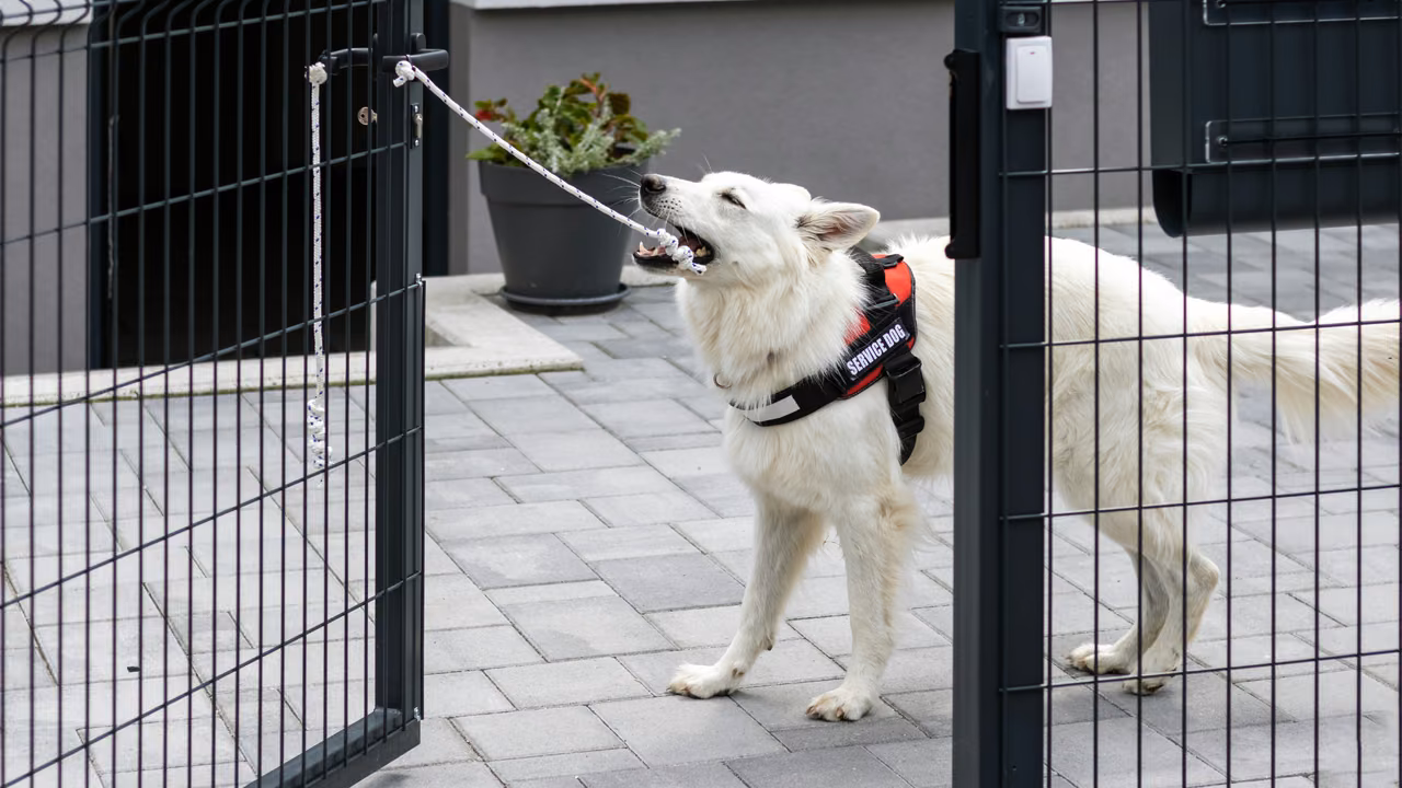 White shepherd service dog pulling a gate open with a rope, PSD letter in California