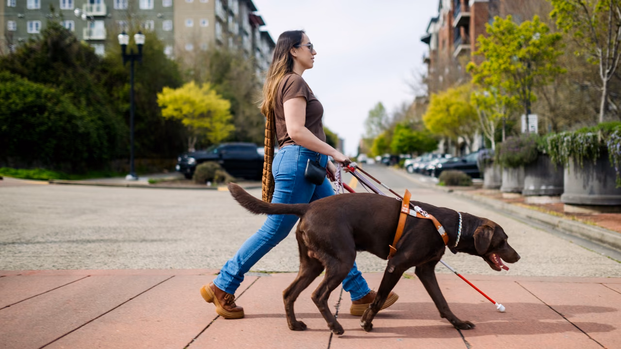 Woman with a white cane walking with her chocolate Labrador guide dog, PSD letter in Connecticut